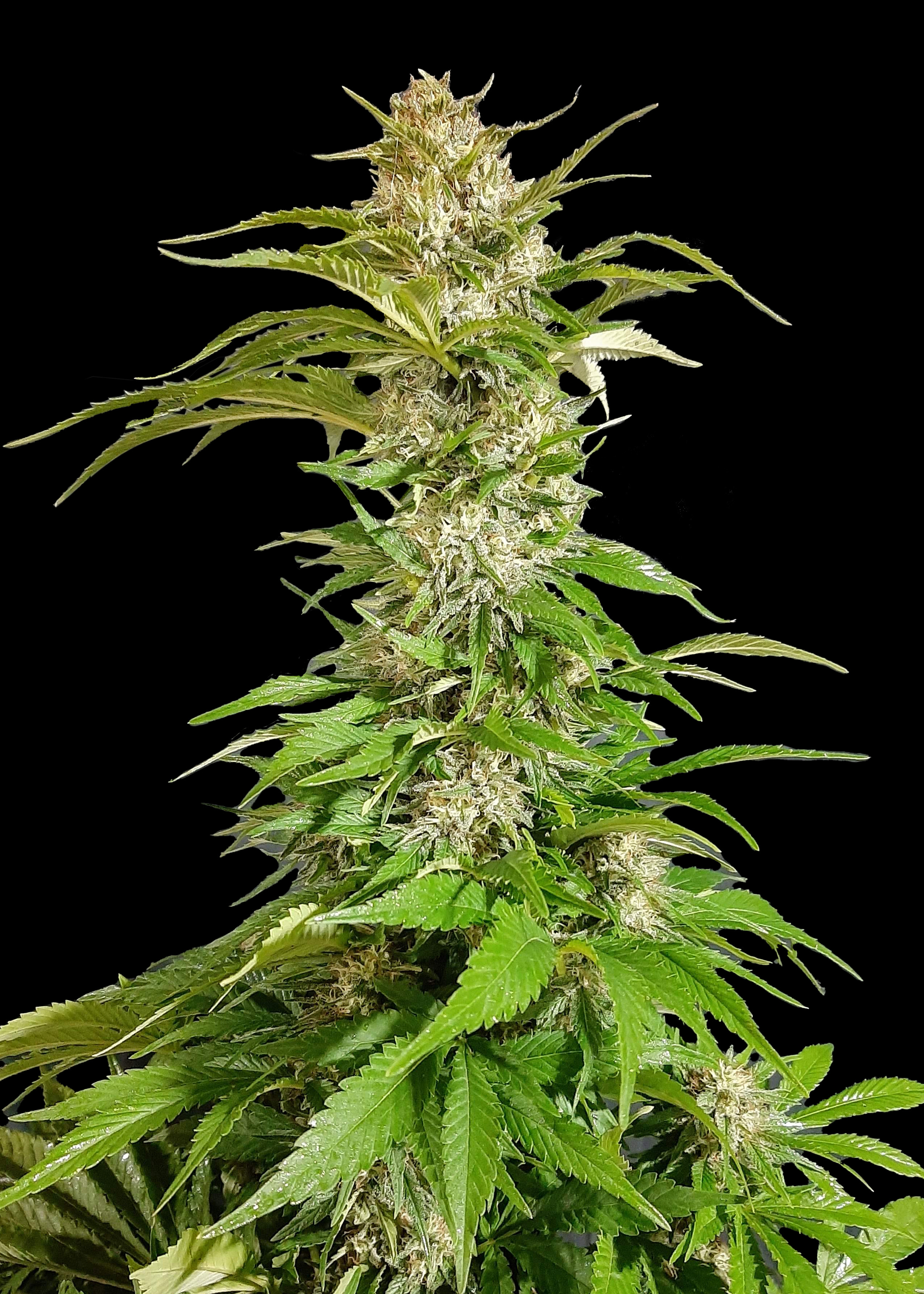 Skunk 2.0 Fast Flowering