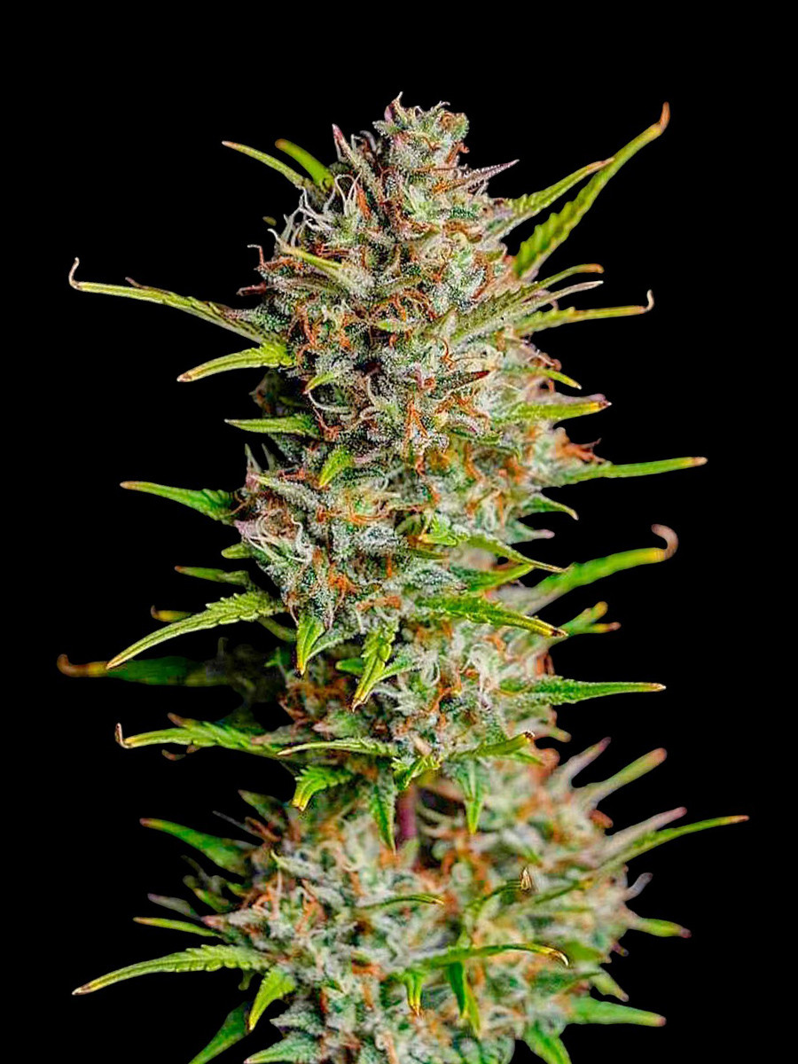 Blue Dream Auto