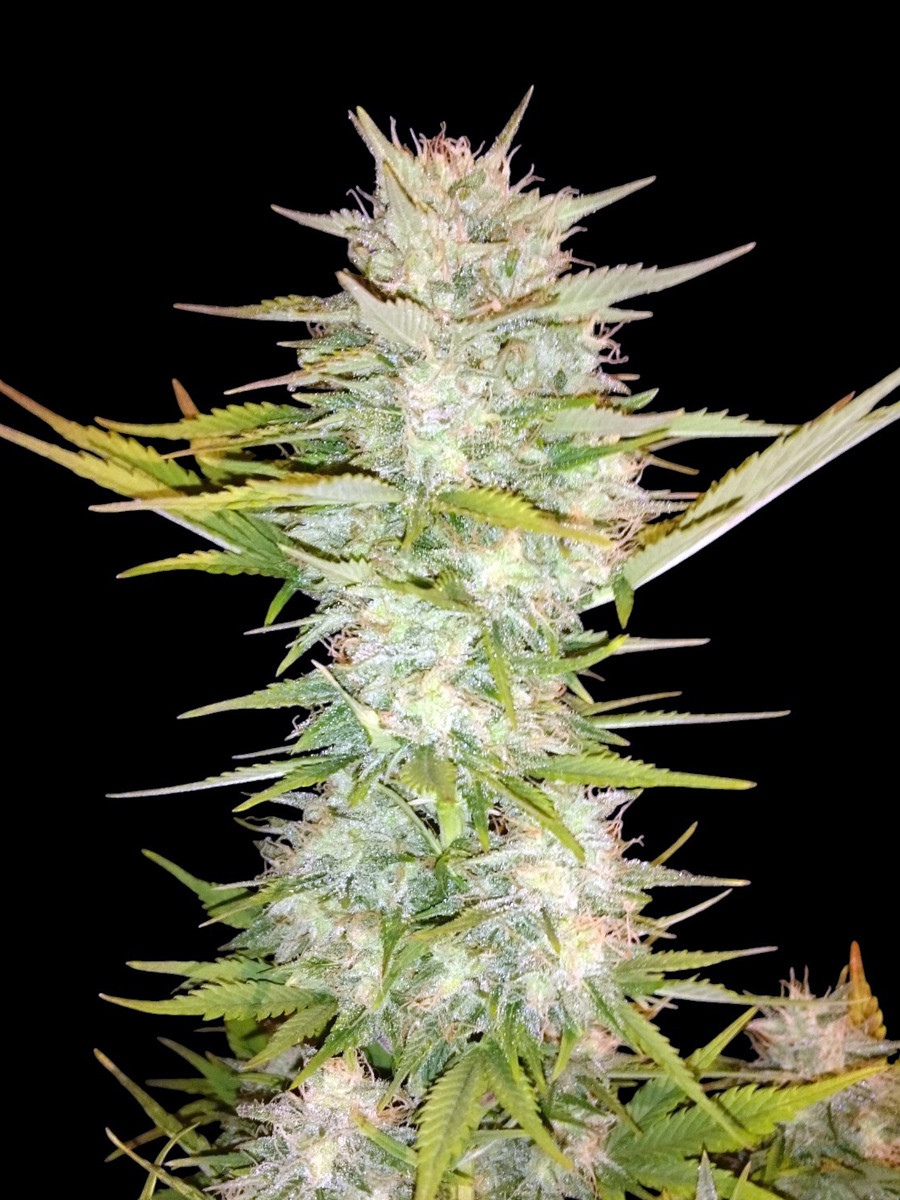 Mandarine Auto